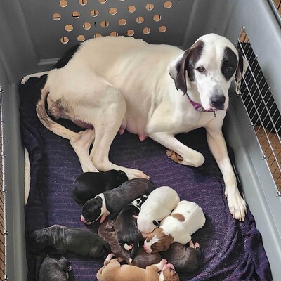 Darcy and pups