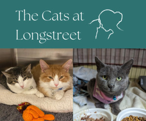 Cats at Longstreet