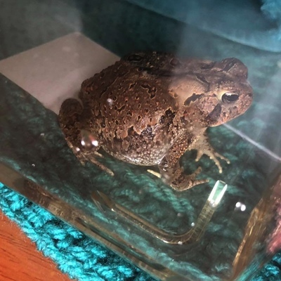 Toad