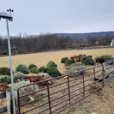 A feast for goats after Christmas!  TY Deb Dramby at 56 Hooves for sharing!
