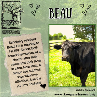 Sanctuary resident, Beau.