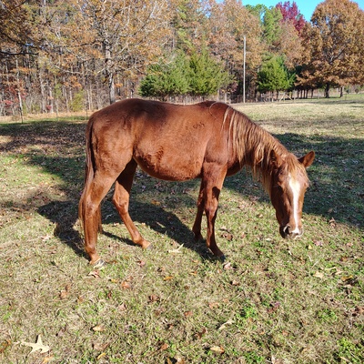 Some of the many horses we have helped