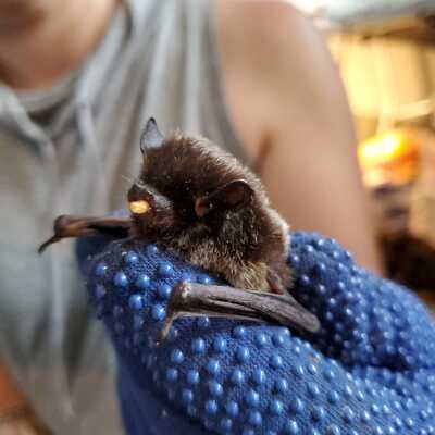 Bat