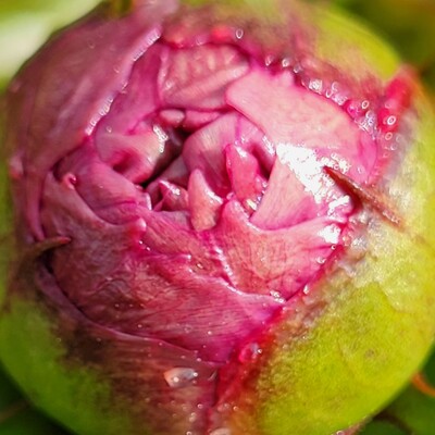 Our farm market starts up in Purcellville each year when the peonies bloom