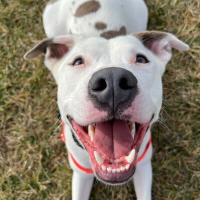 Duke smiling big!