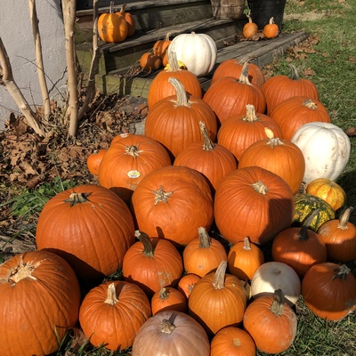 Fort Bacon - Purcellville - Drop off 2018