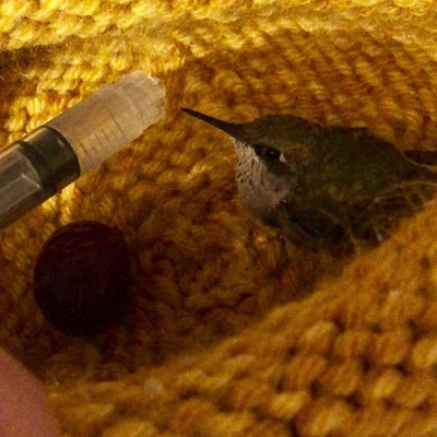 Hummingbird
