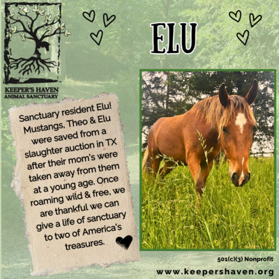 Sanctuary resident, Elu.
