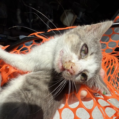 Trapped kitten with severe Upper Respiratory Infection