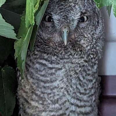 Eastern Screech Owl  recovering in a Mew
