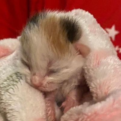 Mama cat had her last litter then she and her baby were both adopted!