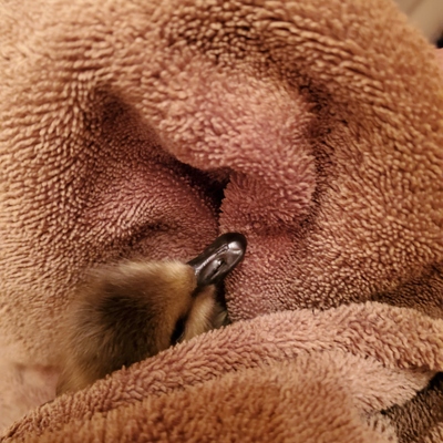 Duckling