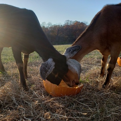 56 Hooves is one of our original donation sites. TY D.Dramby!