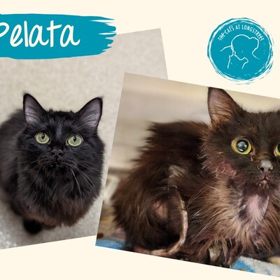 Pelata before and after picture