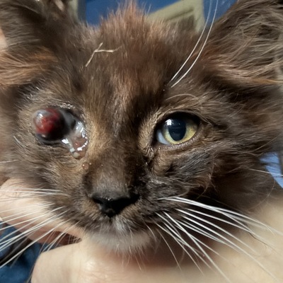 Pantera was found outside with a severe URI