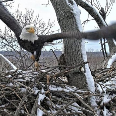 Partnership with Dulles Greenway Eagle Cam -  Our Eagle Program educates the public