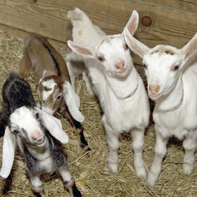 Cute Goats