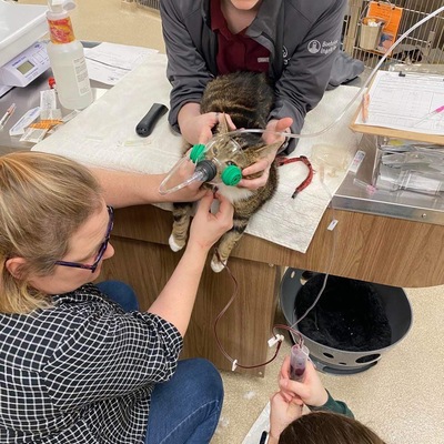 Dr. Werden and the TCAL team saving cats
