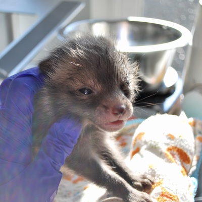 Baby Fox