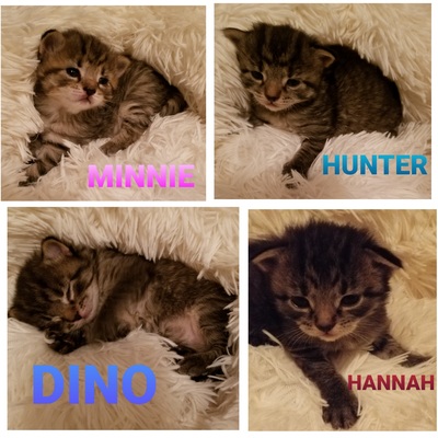 LC3 rescued these kittens only days after Shelby gave birth outdoors!