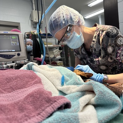 Claire Pitt LVT Performing a dental cleaning