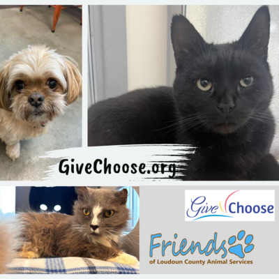 These three received dental surgery for their infected teeth and quickly found new homes