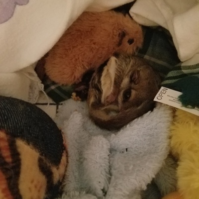 Flying Squirrel