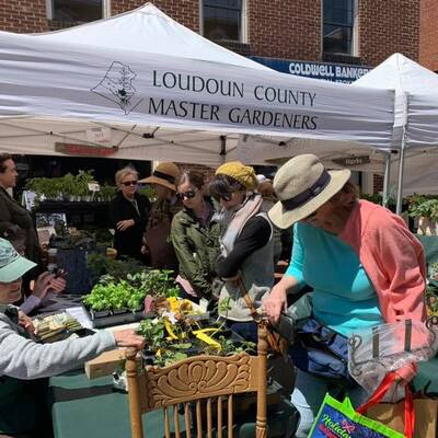 Help Desk and native plants at Leesburg Flower and Garden Festival