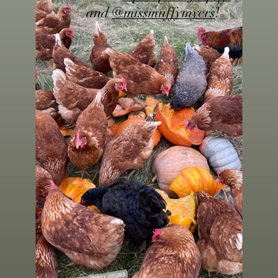 Teague Farm - Purcellville - We started to be tagged on IG! 2020