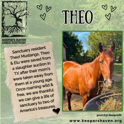 Sanctuary resident, Theo.