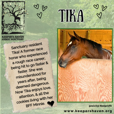 Sanctuary resident, Tika.