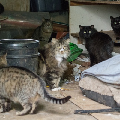 Long hair community cat colony