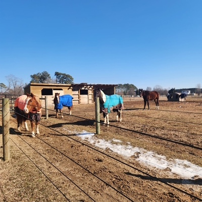 Some of the many horses we have helped.