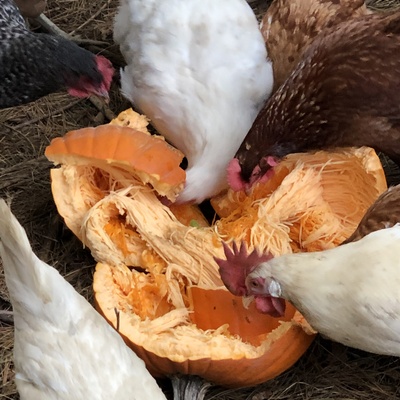 God’s Glory Farm – Purcellville, VA 2018
