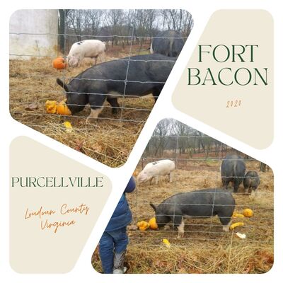 Even during the pandemic, donators came out to give - Fort Bacon 2020