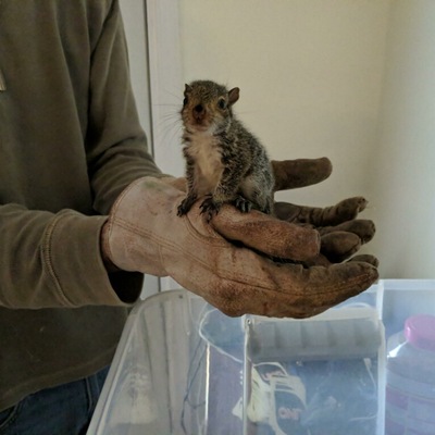 Squirrel
