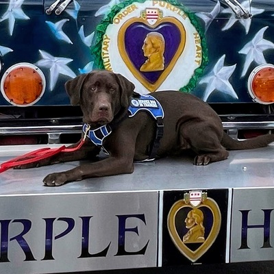 Clay, the Purple Heart Service Dog in Training