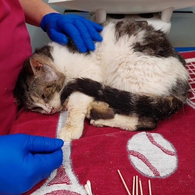 Auris Skrunkle getting much needed medical care from TCAL
