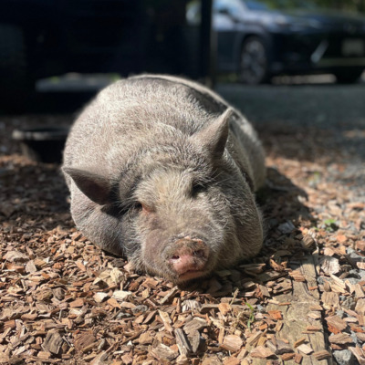 Fig sun bathing.
