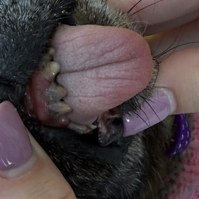 Skye before her dental