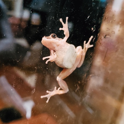 Frog