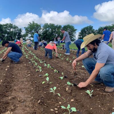 Volunteers planting crop