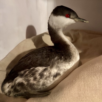 Grebe