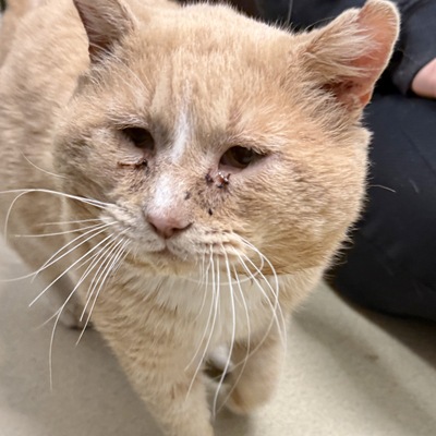 Chonk before his Entropion surgery