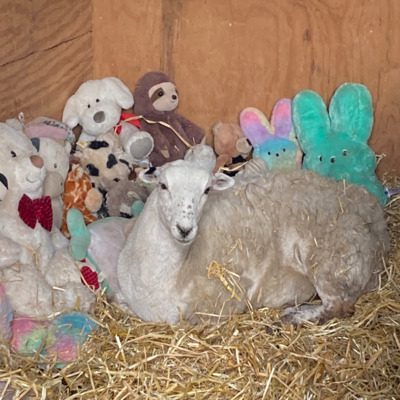 Picasso cuddling with his stuffed animals.