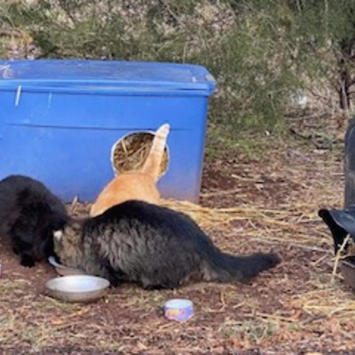 Feral colony supported by TCAL