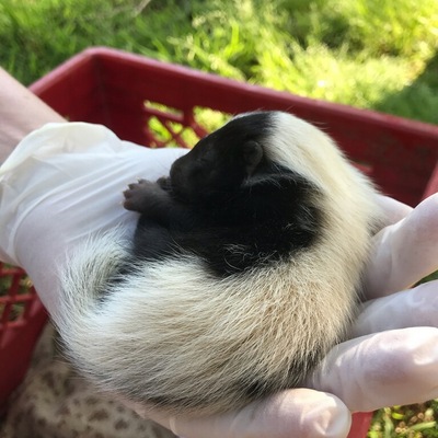Skunk