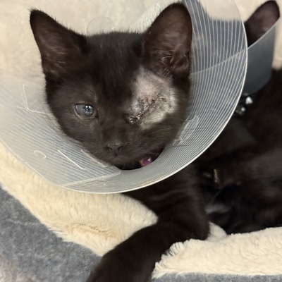 Kitten after eye enucleation