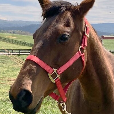 Tally's Song (adopted March 2025)