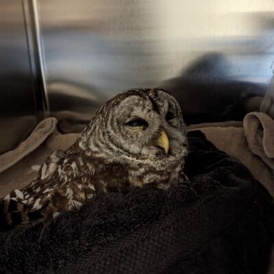 A barred owl recovering from a mild head trauma